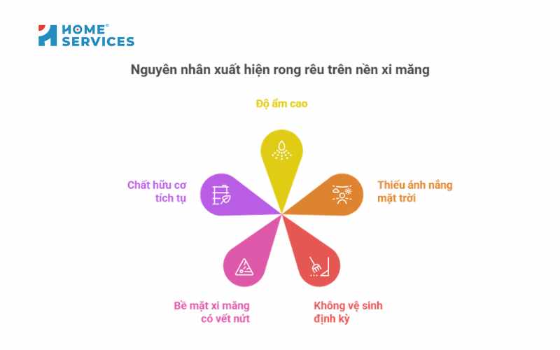 Nguyên nhân gây xuất hiện rong rêu trên nền xi măng